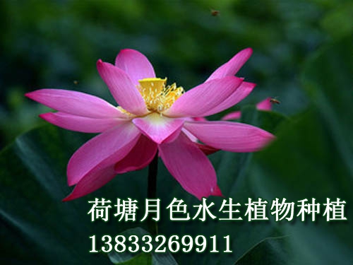 红霞满天
荷花种植|51漫画在线看|荷花种子|51漫画在线观看苗|51漫画APP下载官网苗|浮岛||荷花种藕_51漫画网页版水生植物种植基地